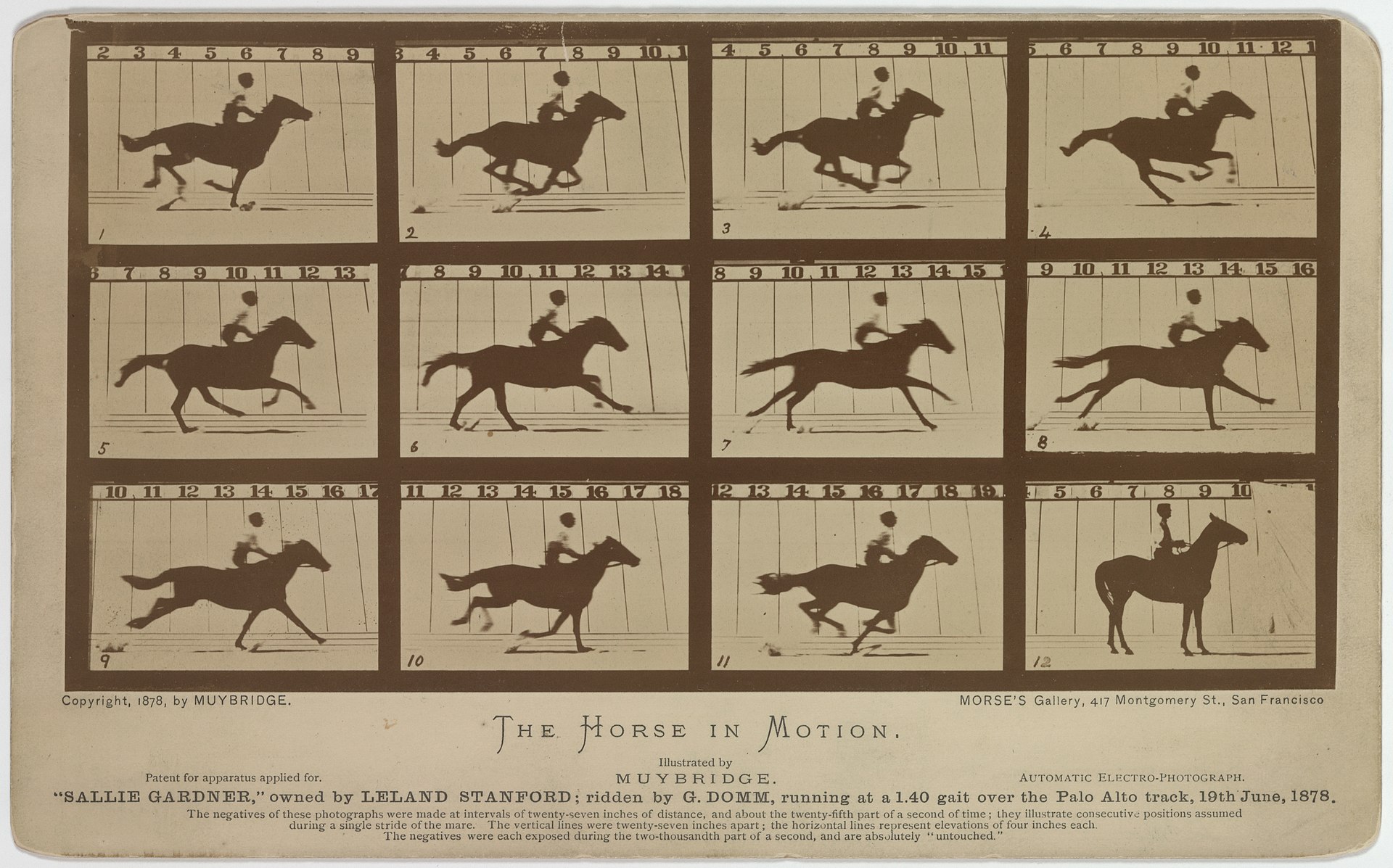 Eadweard Muybridge sequence of Sallie Gardner galloping in 1878